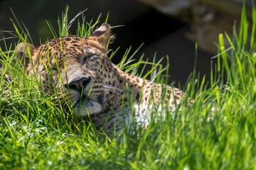 Male Sri Lankan leopard sleeping in grass. Banham Zoo, Norfolk, UK
