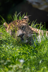 Male Sri Lankan leopard sleeping in grass. Banham Zoo, Norfolk, UK