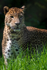 Portrait of male Sri Lankan leopard sitting in grass. Banham Zoo, Norfolk, UK