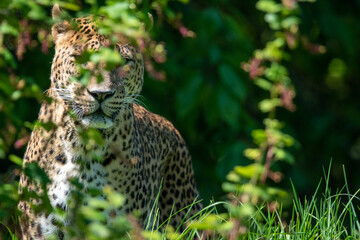Male Sri Lankan leopard amongst grass and flowers. In captivity at Banham Zoo in Norfolk, UK