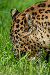 Male Sri Lankan leopard laying/sleeping in grass. In captivity at Banham Zoo in Norfolk, UK