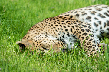 Male Sri Lankan leopard laying/sleeping in grass. In captivity at Banham Zoo in Norfolk, UK