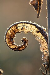 spirale, soleil, transparence, fond d'écran, gel, froid, végétal, feuille, végétaux, nature, abstrait, sauvage, gros plan