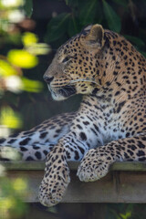Fototapeta na wymiar Male Sri Lankan leopard sitting on wooden platform. in captivity at Banham Zoo in Norfolk, UK