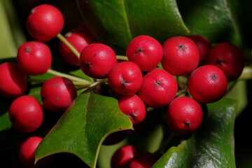 東京港区赤坂4丁目のヒイラギモチ