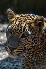 Fototapeta na wymiar Head portrait of young male Sri Lankan leopard., with detail of head, eyes and face. In captivity at Banham Zoo in Norfolk, UK. At eye contact level