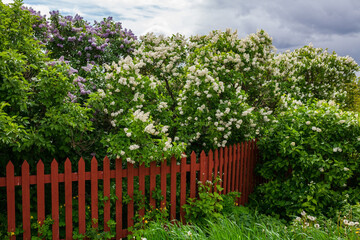 Wooden fence with blossoming lilac trees in Stockholm, Sweden