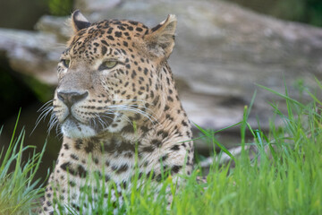 Fototapeta na wymiar Portrait of male Sri Lankan leopard laying/resting in grass. In captivity at Banham Zoo in Norfolk, UK