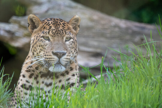 Portrait of male Sri Lankan leopard laying/resting in grass. In captivity at Banham Zoo in Norfolk, UK