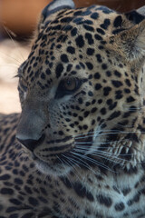 Fototapeta na wymiar Head portrait of male Sri Lankan leopard. In captivity at Banham Zoo in norfolk, UK