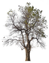 PNG tree with removed original background for easy to drag and drop in new project