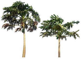 papaya tree plant PNG design for easy to use