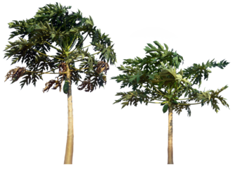 papaya tree plant PNG design for easy to use