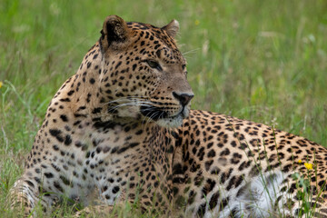 Male Sri Lankan leopard laying/resting in grass. in captivity at Banham Zoo in Norfolk, UK	