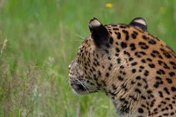 Back of male Sri Lankan leopard laying/resting in grass. in captivity at Banham Zoo in Norfolk, UK