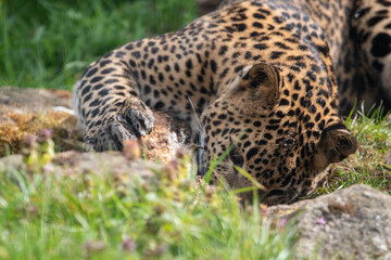 Young male Sri Lankan leopard laying/resting in grass. in captivity at Banham Zoo in Norfolk, UK
