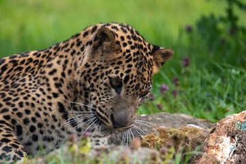 Fototapeta na wymiar Young male Sri Lankan leopard laying/resting in grass. in captivity at Banham Zoo in Norfolk, UK