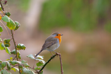 cute little bird with red breast, Kizilgerdan, European Robin, Erithacus rubecula