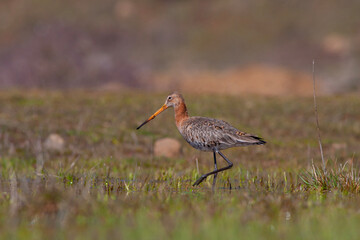 bird watching on the grass, Black-tailed Godwit, Limosa limosa