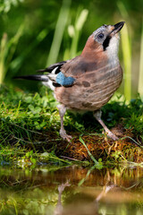 Eurasian jay (Garrulus glandarius) sitting at a pond in spring.