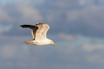 Lesser black-backed gull (Larus fuscus) flying over on the beach on Juist, East Frisian Islands, Germany.