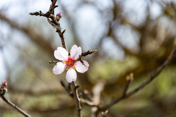 Close-up beautiful almond blossoms in spring.