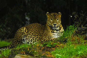 Fototapeta na wymiar Male Sri Lankan leopard sitting/resting amongst grass. In captivity at Banham Zoo in Norfolk, UK 