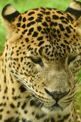 Close up portrait of male Sri Lankan leopard. In captivity at Banham Zoo in Norfolk, UK