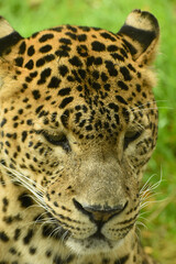 Naklejka na ściany i meble Close up portrait of male Sri Lankan leopard. In captivity at Banham Zoo in Norfolk, UK