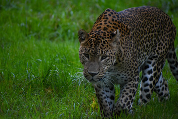 Male Sri Lankan leopard walking/on the prowl. In captivity at Banham Zoo in Norfolk, UK