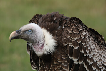 Portrait of a Rüppell's Vulture with its translucent eyelid covering its eye
