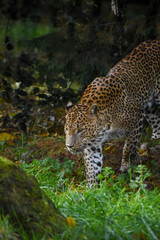 Male Sri Lankan leopard walking/on the prowl. In captivity at Banham Zoo in Norfolk, UK