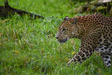 Male Sri Lankan leopard walking/on the prowl. In captivity at Banham Zoo in Norfolk, UK