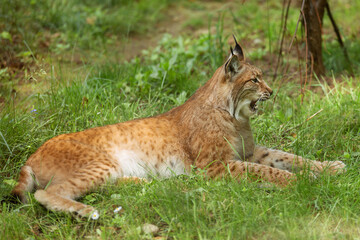 Eurasian lynx, Lynx lynx is a medium sized cat, side view, with open mouth, against the backdrop of green nature. Wild animal, predator in nature.