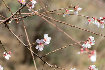 Close-up beautiful almond blossoms in spring.
