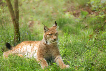 Eurasian lynx (Lynx lynx) is a medium-sized cat native to European and Siberian forests. Wild animal, predator in nature. © myschka79