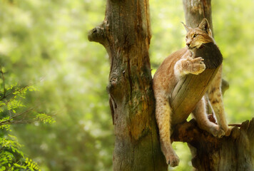 Eurasian lynx (Lynx lynx) is a medium-sized cat lying on a tree. Wildlife