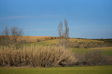 landscape with trees