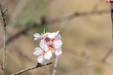 Close-up beautiful almond blossoms in spring.
