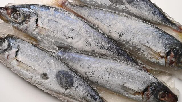 top view frozen brown-striped mackerel scads rotating horizontal composition