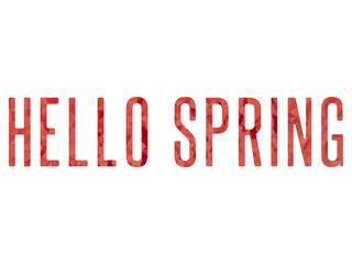 Hello Spring lettering phrase on blank background. Modern calligraphy inspirational quote. Vector illustration. 