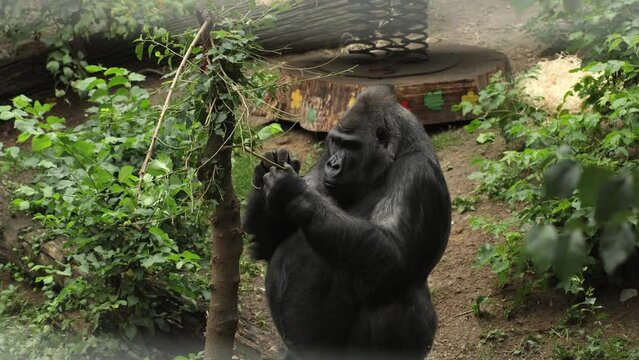 Big gorilla eating a stalk in a zoo. Huge monkey with good hand dexterity peeling a branch to get some food. 