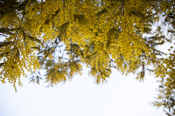 Blossoming of mimosa tree (Acacia dealbata,  silver wattle) close up in spring, bright yellow flowers, coojong, flowering mimosa in Spain, blue sky