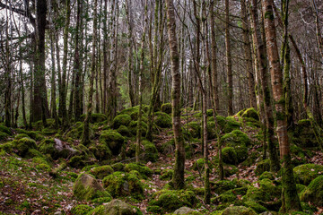 Trees at Glenmalure in the Wicklow Mountains during Winter