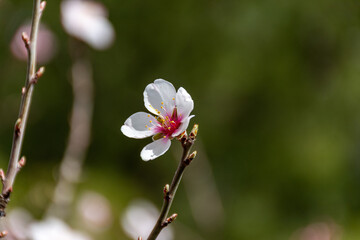 Obraz na płótnie Canvas Close-up beautiful almond blossoms in spring.