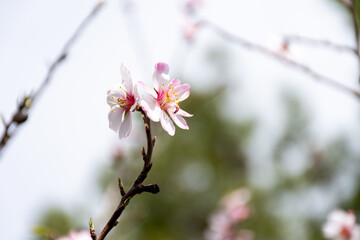 Close-up beautiful almond blossoms in spring.