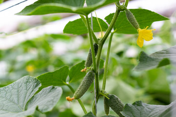 Fresh harvest of cucumbers with blossom. Farm greenhouses with fresh organic cucumbers