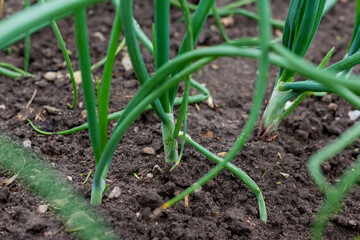 Beds with young onions, rows of green onions, green onions in the ground. Organic food. Macro