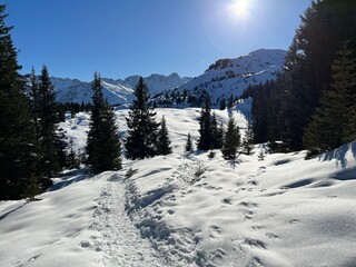 Wonderful winter hiking trails and traces in the fresh alpine snow cover of the Swiss Alps and over the tourist resort of Arosa - Canton of Grisons, Switzerland (Schweiz)