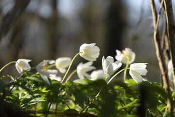 Thimbleweed in spring